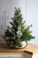 Silver Pompadour, choinka dekoracyjna w donicy