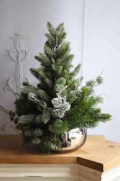 Silver Pompadour, choinka dekoracyjna w donicy, wys.43cm