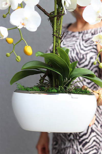 ekskluzywny storczyk w biało-srebrnej donicy, Betrata, wys.58cm