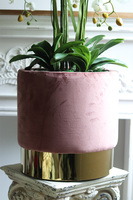 Pink Cavallo, bogaty storczyk w welurowej osłonce