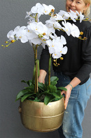 Florento Gerrasto, biały storczyk w złotej metalowej donicy, wys.67cm