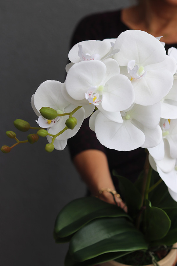 Bedytana 2, gumowy storczyk w brązowej donicy