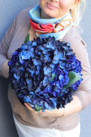 Navy Hydrangea, flowerbox niebieskie hortensje