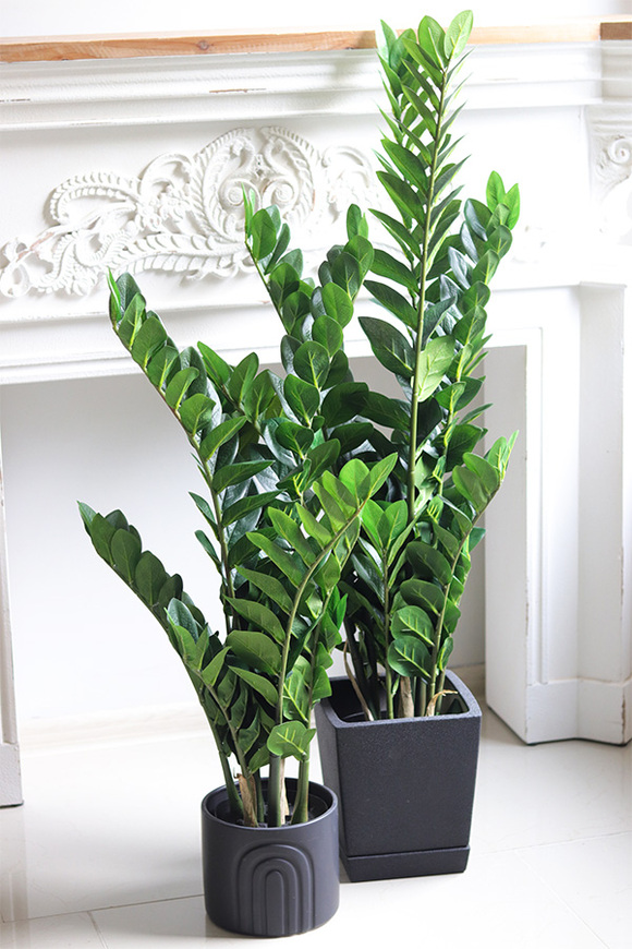 Zamiokulkas Black Moment, kwiat doniczkowy w osłonce