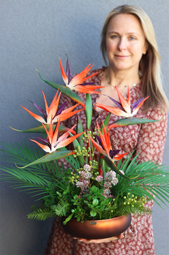 Strelicja Brown Cecile, kompozycja w szklanej donicy, wys.59cm