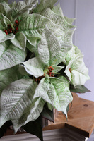 Gwiazda Betlejemska Silver&White, wysokiej jakości sztuczna roślina, wym.50x52cm