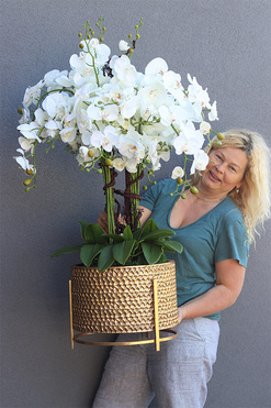 Goldenario Premium, biały storczyk w złotej donicy, wys.97cm