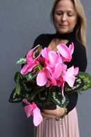 Cyklamen sztuczny w doniczce, różowy