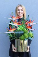 Strelicje Królewskie, kompozycja ze strelicją w złotej donicy, wys.64cm