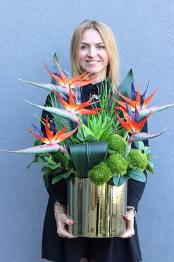 Strelicje Królewskie, kompozycja ze strelicją w złotej donicy, wys.64cm