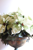 Gwiazda Betlejemska Prince, sztuczna roślina w pucharze