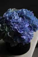 Blueta Mojito, flowerbox niebieskie hortensje