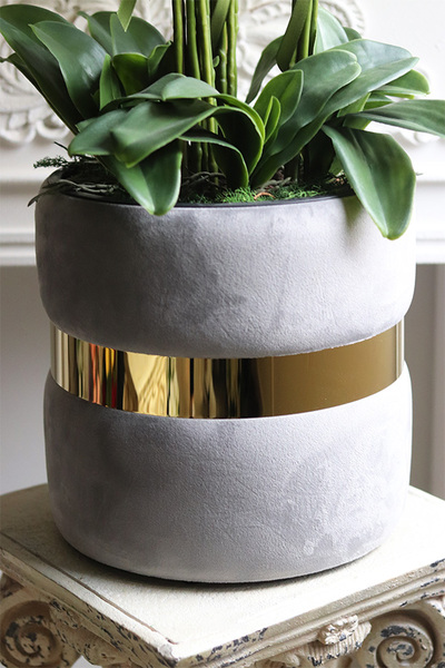 Grey Cavallo, bogaty storczyk w welurowej osłonce