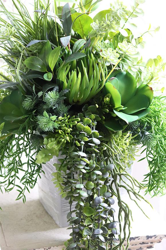 Renoma, zielona kompozycja sukulenty do twojej donicy