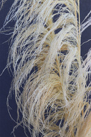 Pampasy Giant, bukiet suszonych traw