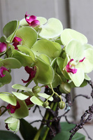 Laos Pistacja, zielony storczyk w lustrzanej donicy, wys.58cm