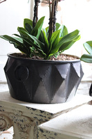 Vesuvia, storczyk w czarnej metalowej donicy, wys.66cm 