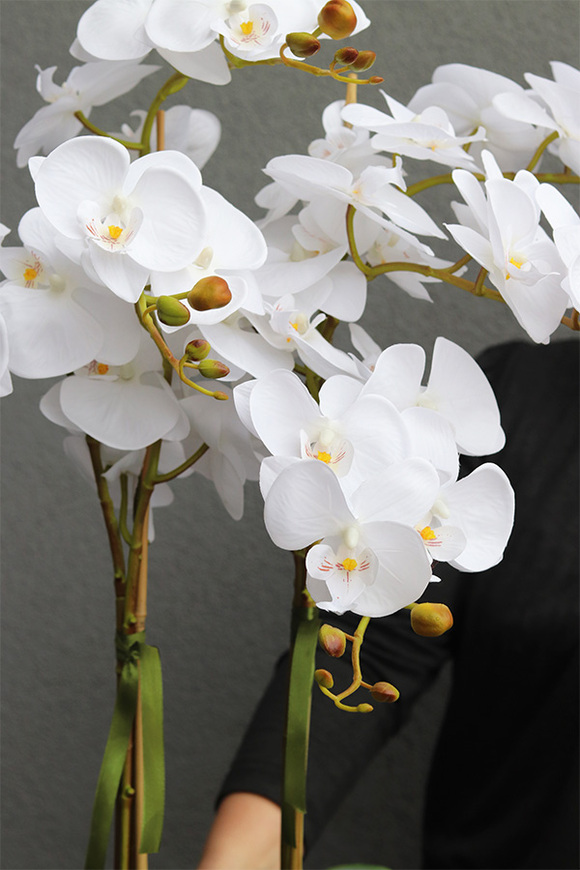 Florento Gerrasto, biały storczyk w złotej metalowej donicy, wys.67cm