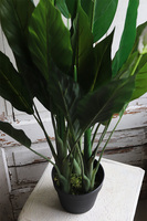 Skrzydłokwiat, sztuczna roślina w osłonce z tworzywa sztucznego, wys.95cm