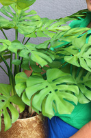 Monstera Gold Hilton 3, drzewko sztuczne w donicy