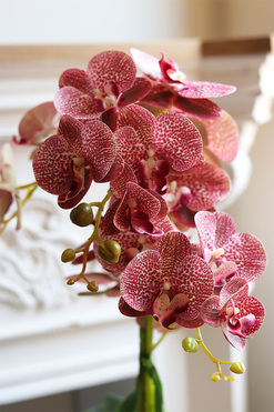 Kretaso Granada, gumowy storczyk, wys.62cm