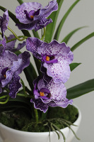 Violet Fantasy, fioletowy sztuczny storczyk w pucharze