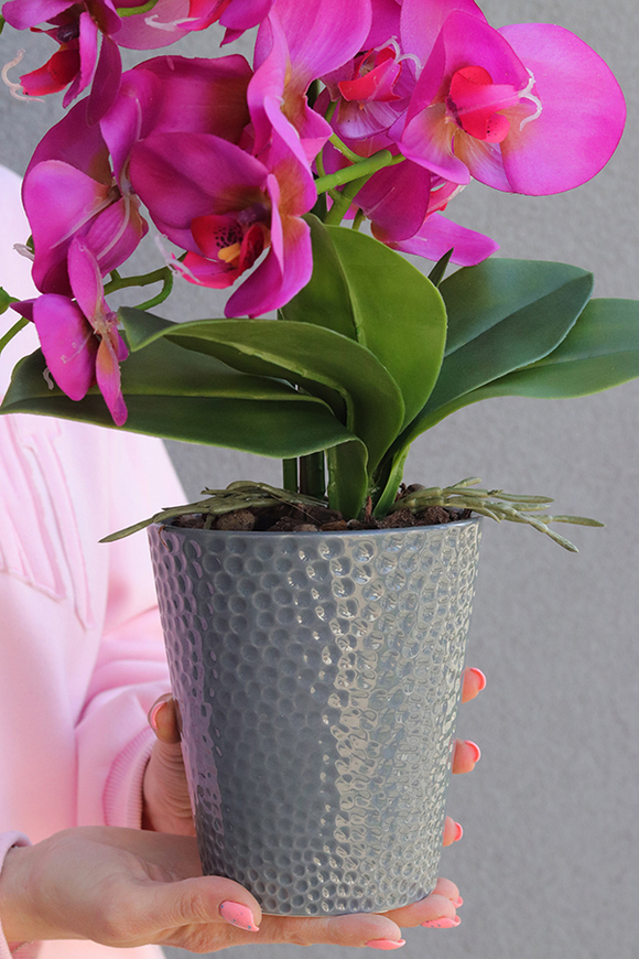 Fuksja Grimana, gumowy storczyk w naczyniu