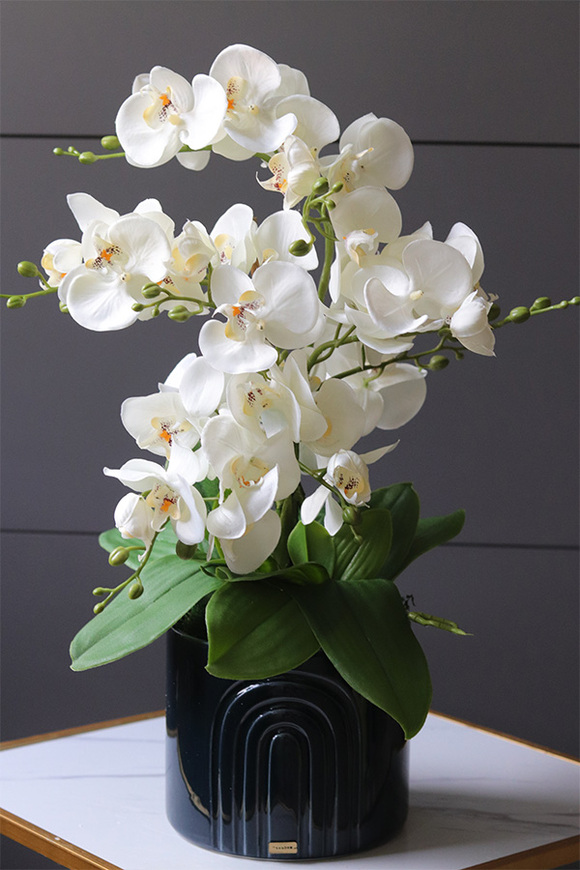 Dark Blue Moment, storczyk w granatowej doniczce