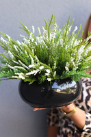 Biel Wrzosów Piano, kompozycja w czarnej misie