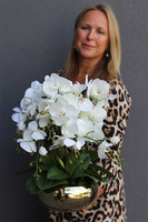 Cecile Jeanne, efektowny storczyk w złotej misie