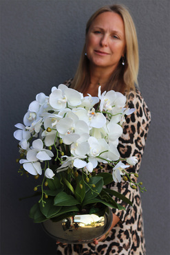 Cecile Jeanne, efektowny storczyk w złotej misie, wys.49cm