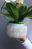 Nerana, gumowy storczyk w etno donicy