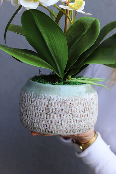 Nerana, gumowy storczyk w etno donicy