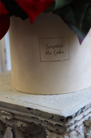 Gwiazda Betlejemska Beige 2, flowerbox zimowy, beżowy welur