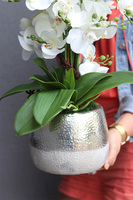 Modern Home, sztuczny storczyk w biało-srebrnej osłonce