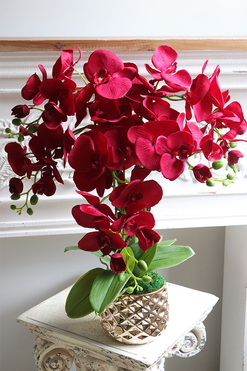 Karmin Red, karminowy welurowy storczyk, wys.65cm