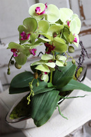 Laos Pistacja, zielony storczyk w lustrzanej donicy, wys.58cm