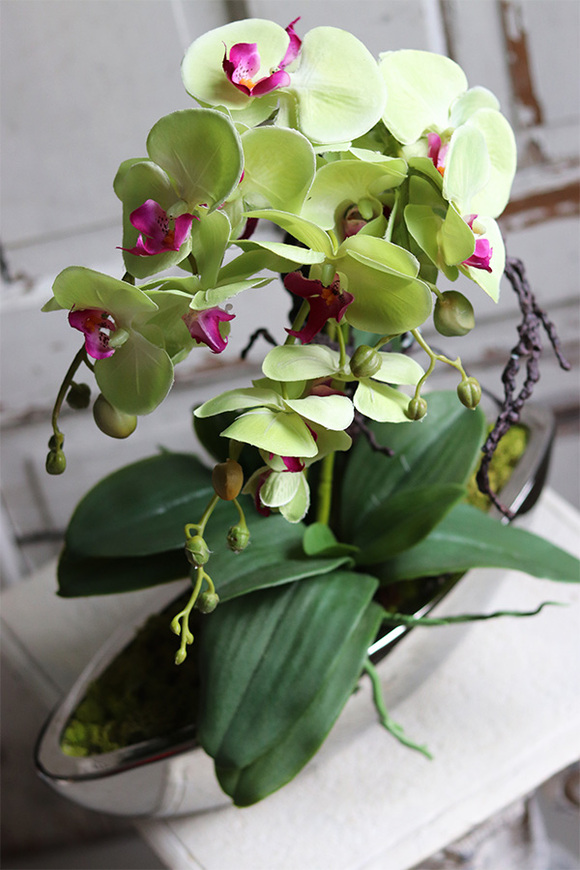 Laos Pistacja, zielony storczyk w lustrzanej donicy, wys.58cm