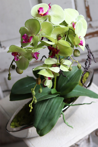 Laos Pistacja, zielony storczyk w lustrzanej donicy, wys.58cm