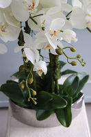 ekskluzywny storczyk Manfredo Tall w lustrzanej donicy, wys.76cm