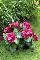 doniczkowa hortensja Wiśniowa, wysokiej jakości sztuczne kwiaty, wys.40cm