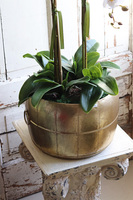 Florento Gerrasto, biały storczyk w złotej metalowej donicy, wys.67cm