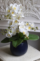 Blue Greena Mini, storczyk w złoto-czarnej donicy