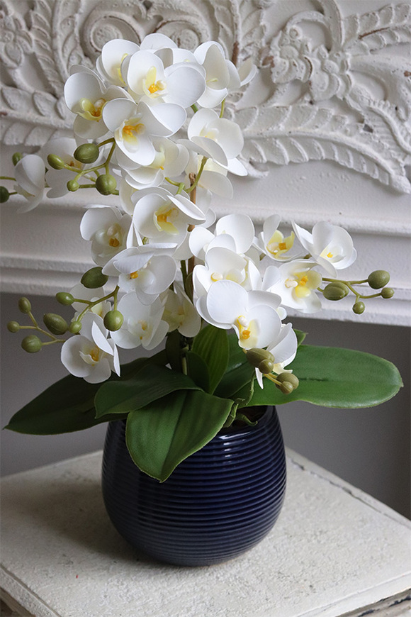 Blue Greena Mini, storczyk w złoto-czarnej donicy