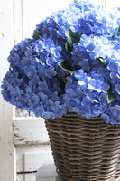 bardzo bogaty kosz hortensji, Blueste Provance, wym.56x47cm   