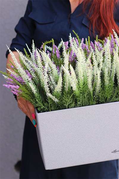 Wrzosy Lechuza, kompozycja kwiatowa w wysokiej jakości donicy - skrzynce, wym.60x40x40cm