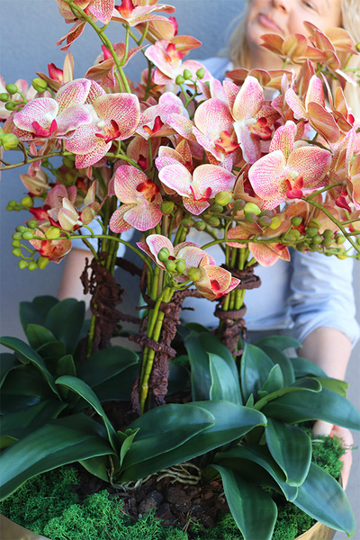 Castellamare Granada Deluxe Gold, gumowy storczyk