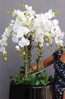 Ferina Black Grande, storczyk w donicy fiberglass, wys.105cm