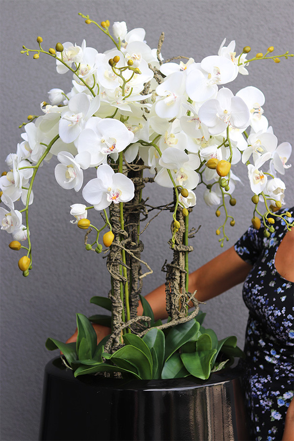 Ferina Black Grande, storczyk w donicy fiberglass, wys.105cm