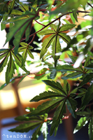 Klon Japoński, sztuczna roślina w doniczce